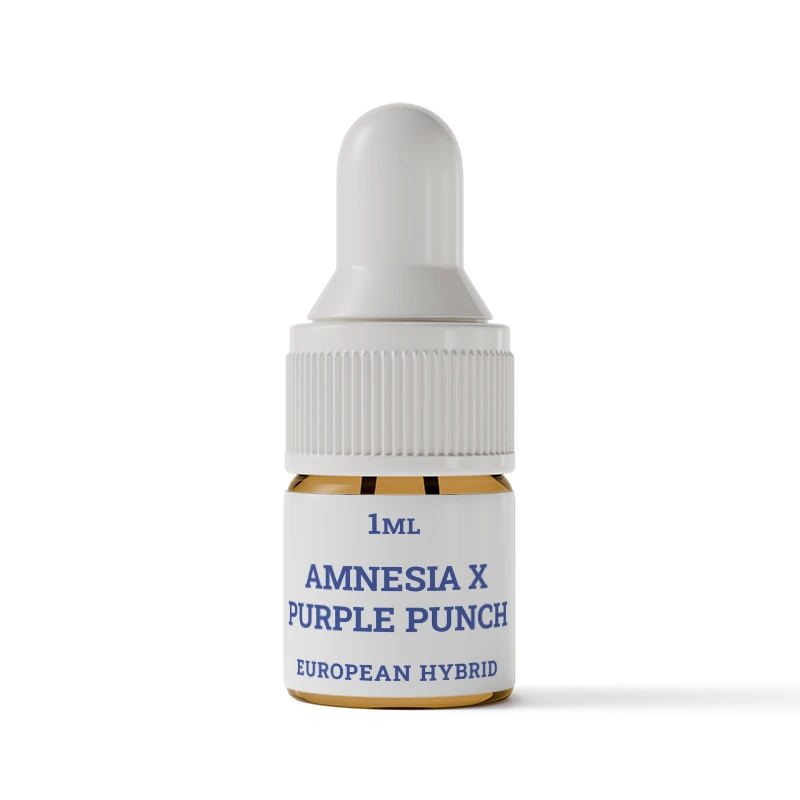 Amnesia X Purple Punch